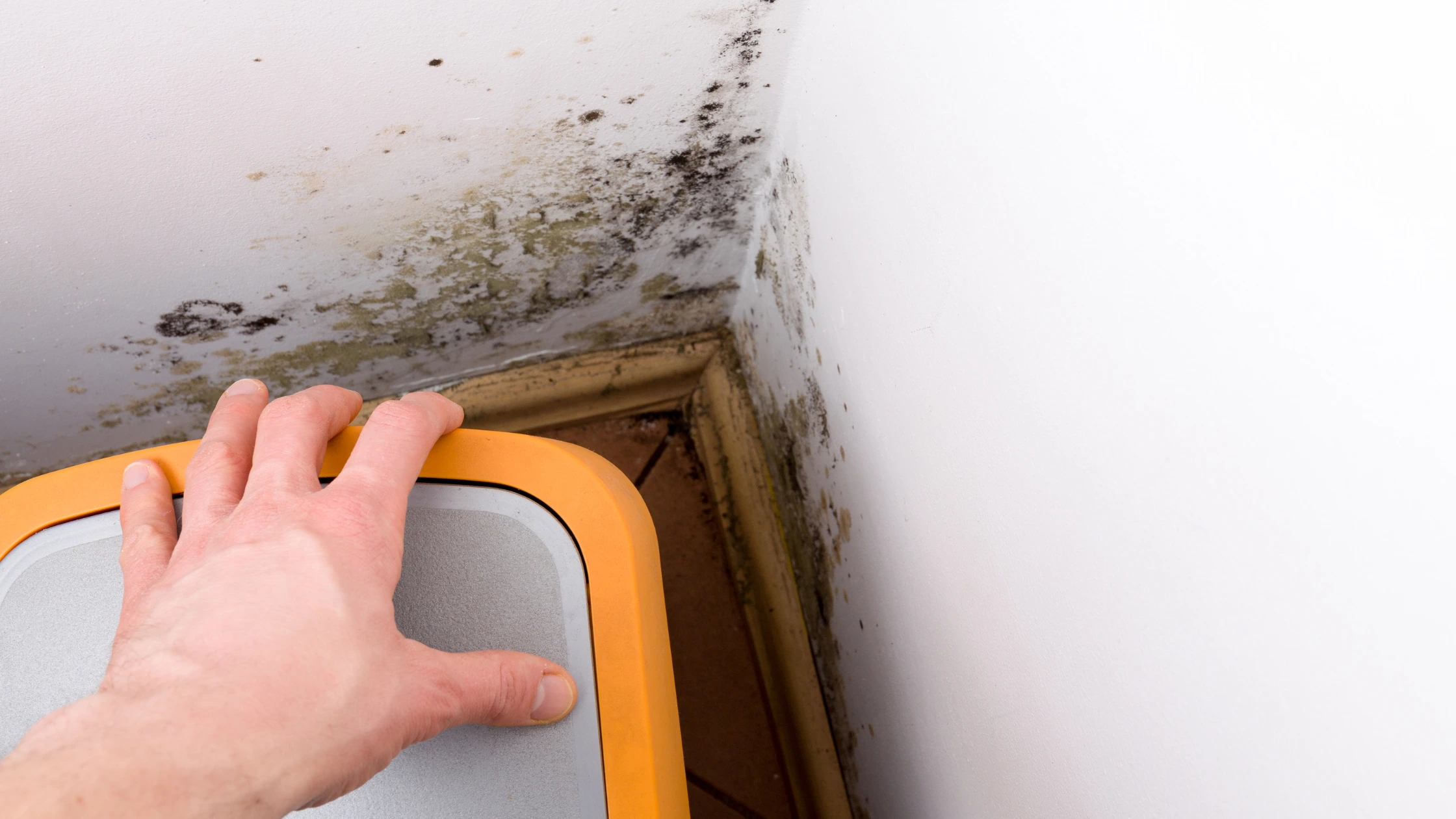 Rehab Restoration | Mold Removal Greenville SC